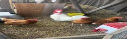 Chickens poultry for sale: Breeding groups of chickens - Advert 2