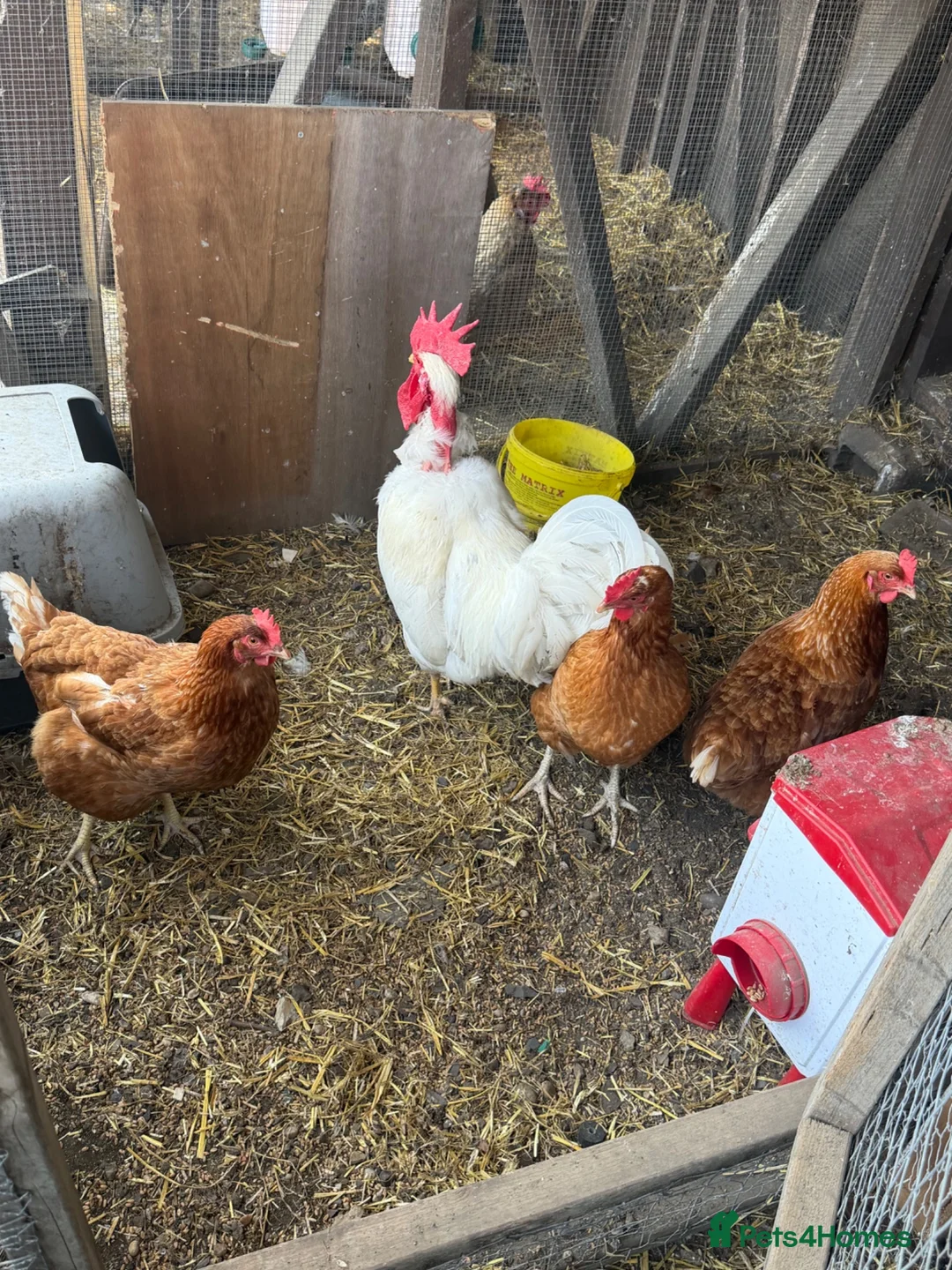 Chickens poultry for sale: Breeding groups of chickens - Advert 2