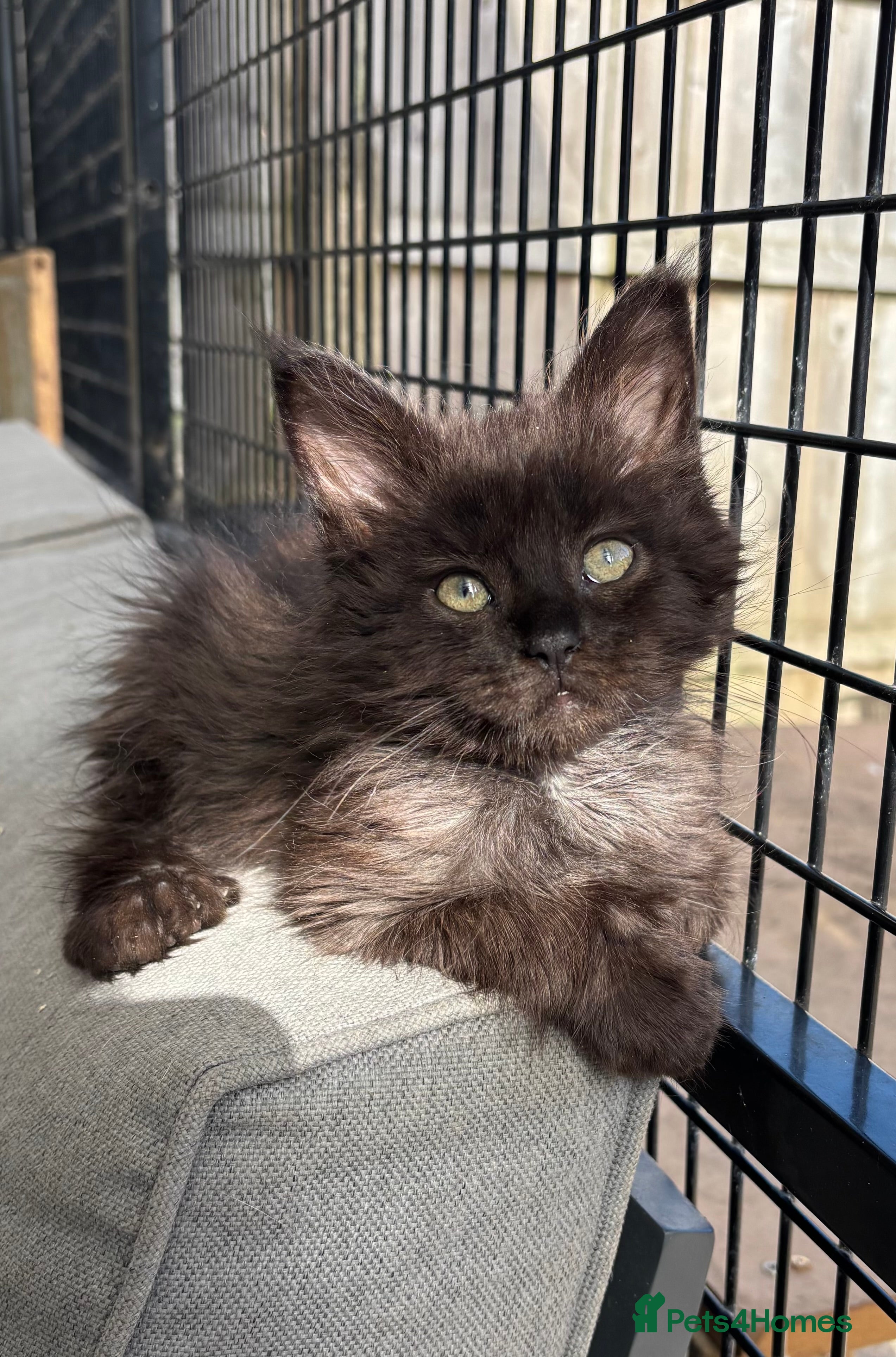 Maine Coon cats Beautiful female polydactyl Maine coon kittens  - Advert 2