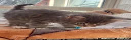 Maine Coon cats for sale: Maine coon kittens - Advert 5