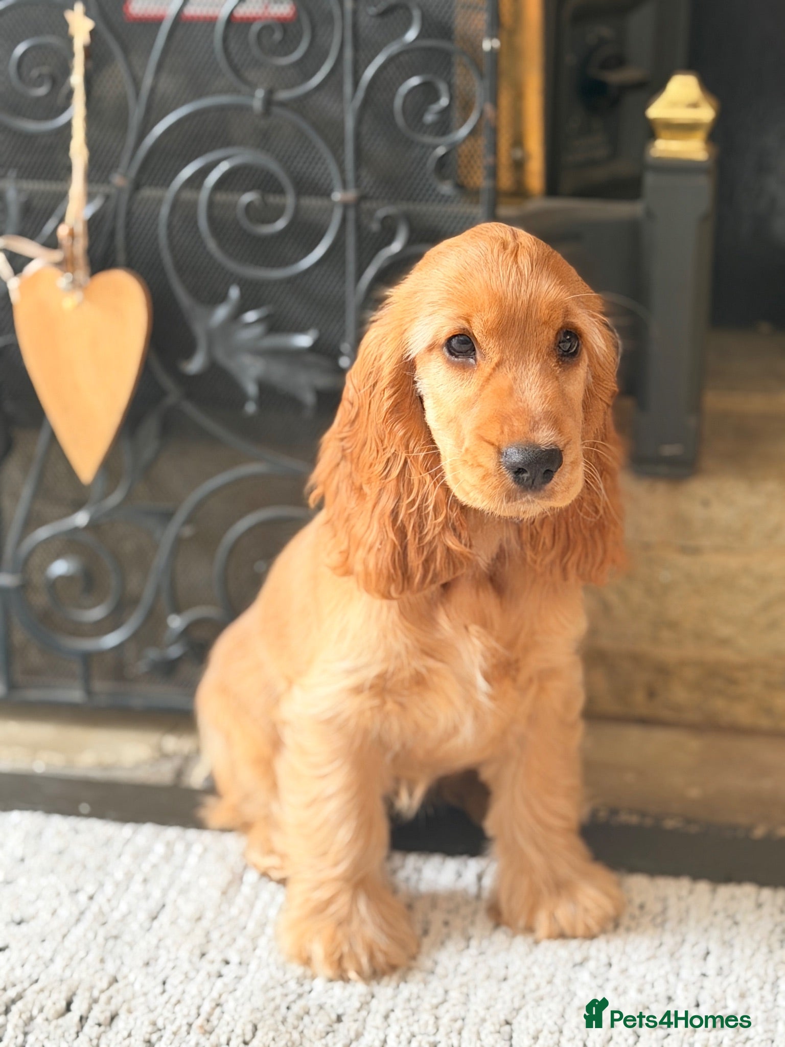 Cocker Spaniel dogs Champion Bloodline KC Show Cocker Spaniel Puppies  - Advert 1