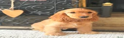 Cocker Spaniel dogs for sale: 🏆 Champion Bloodline KC Show Cocker Spaniel Girl - Advert 5