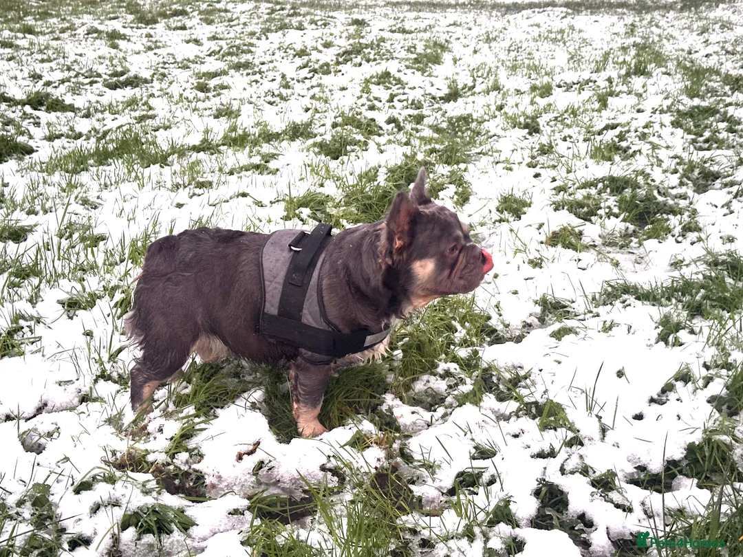 French Bulldog dogs for stud: Gizmo  - Advert 5