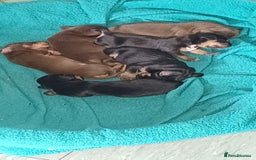 Mixed Breed dogs for sale: Docker puppies  - Image 1