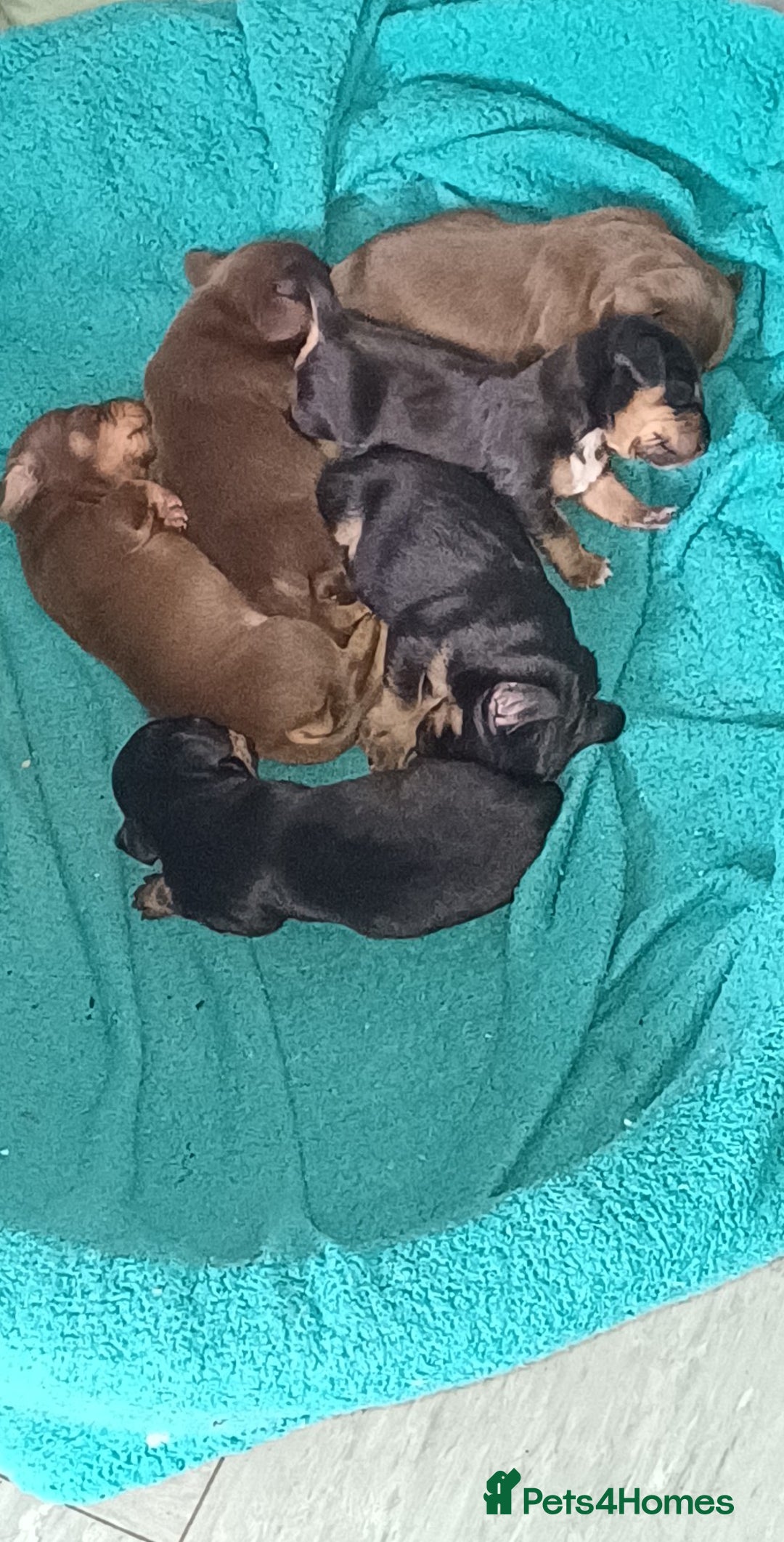 Mixed Breed dogs for sale: Docker puppies  - Image 1