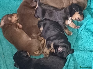 Mixed Breed dogs - Advert 36