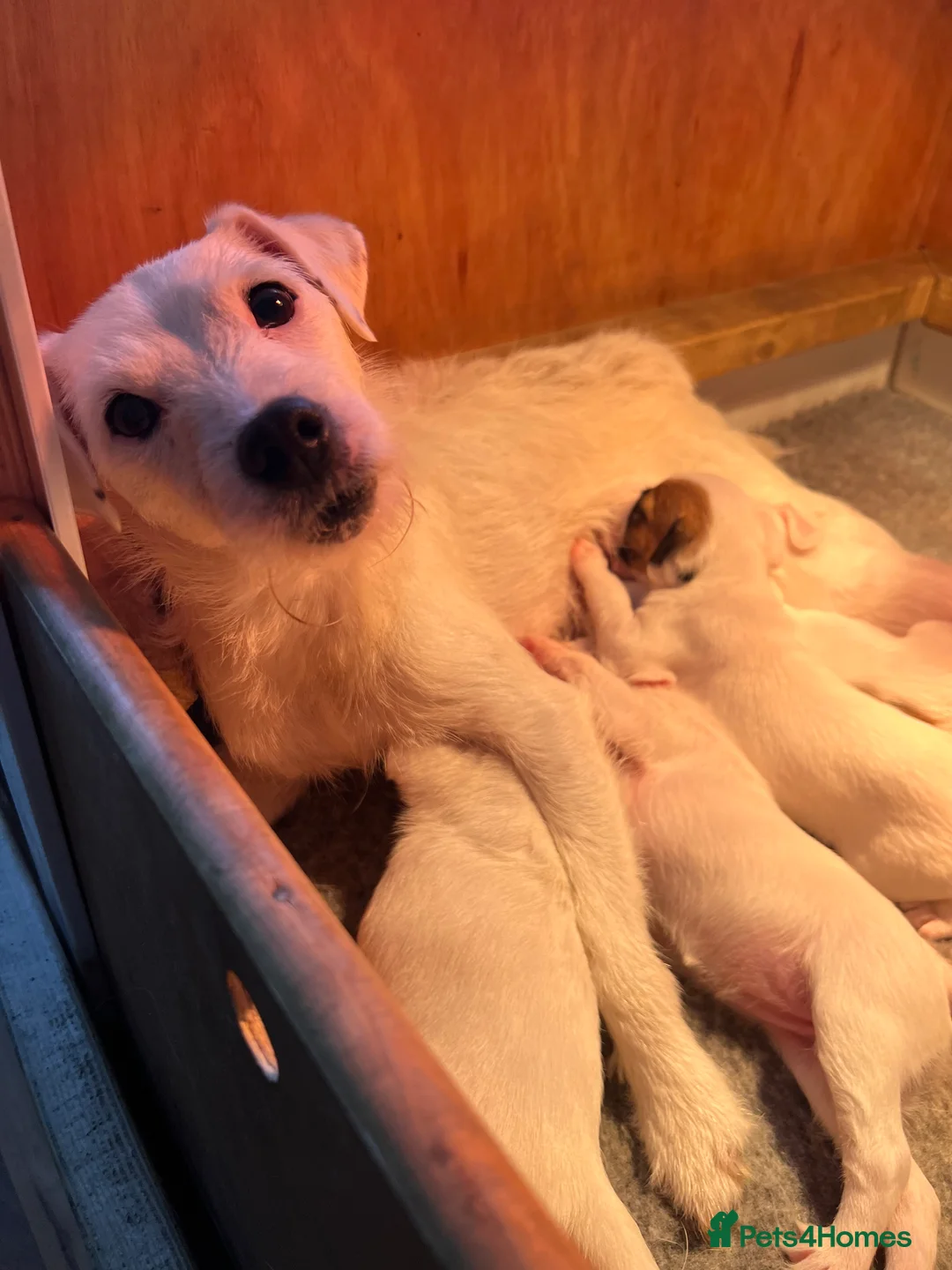 Parson Russell dogs for sale: Stunning KC REG Parson Terrier Pups  - Advert 3