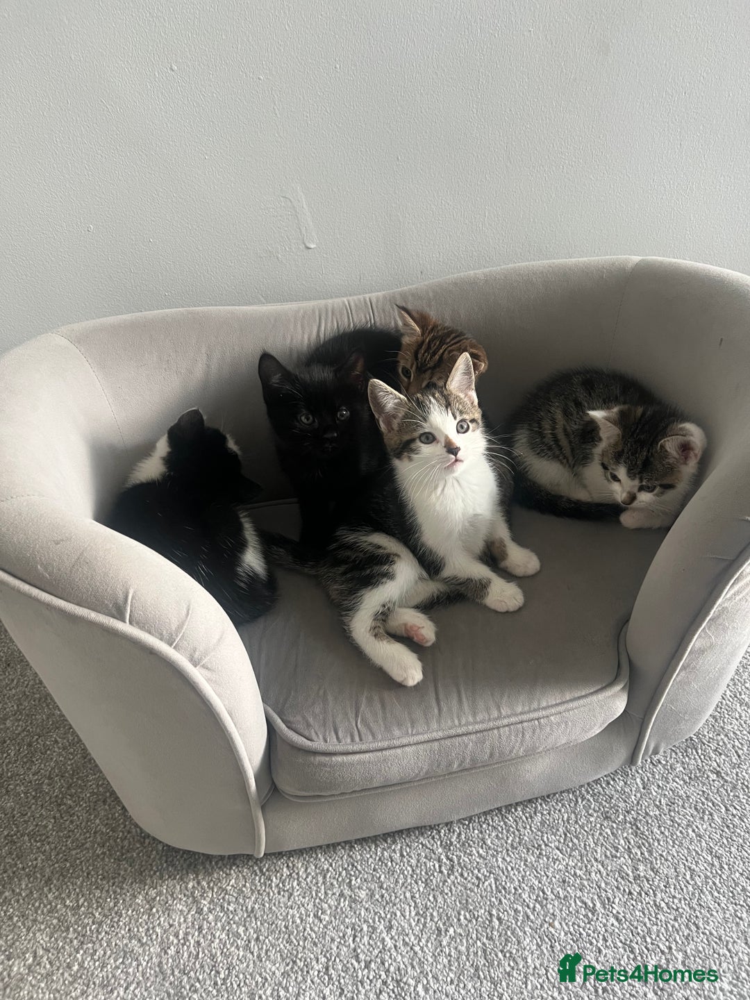 Mixed Breed cats for sale: Kittens  - Advert 5