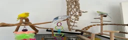 Budgerigars birds for sale: 4 budgies for sale. in Birmingham - Advert 7