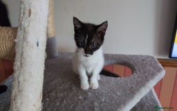 Mixed Breed cats for sale: Beautiful Kittens - Image 17