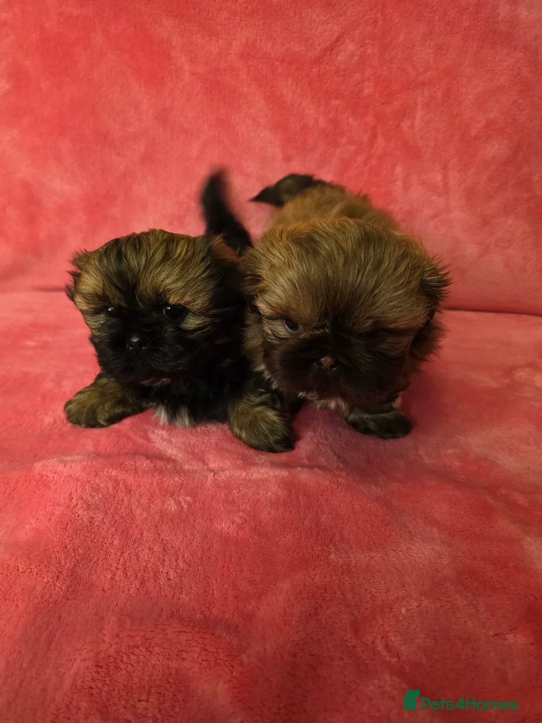 Shih Tzu dogs for sale: Two Beautiful Full Pedigree Shih Tzu Girls - Advert 16