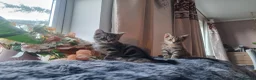 Domestic Shorthair cats for sale: Beautiful kittens for sale /see pictures - Advert 3