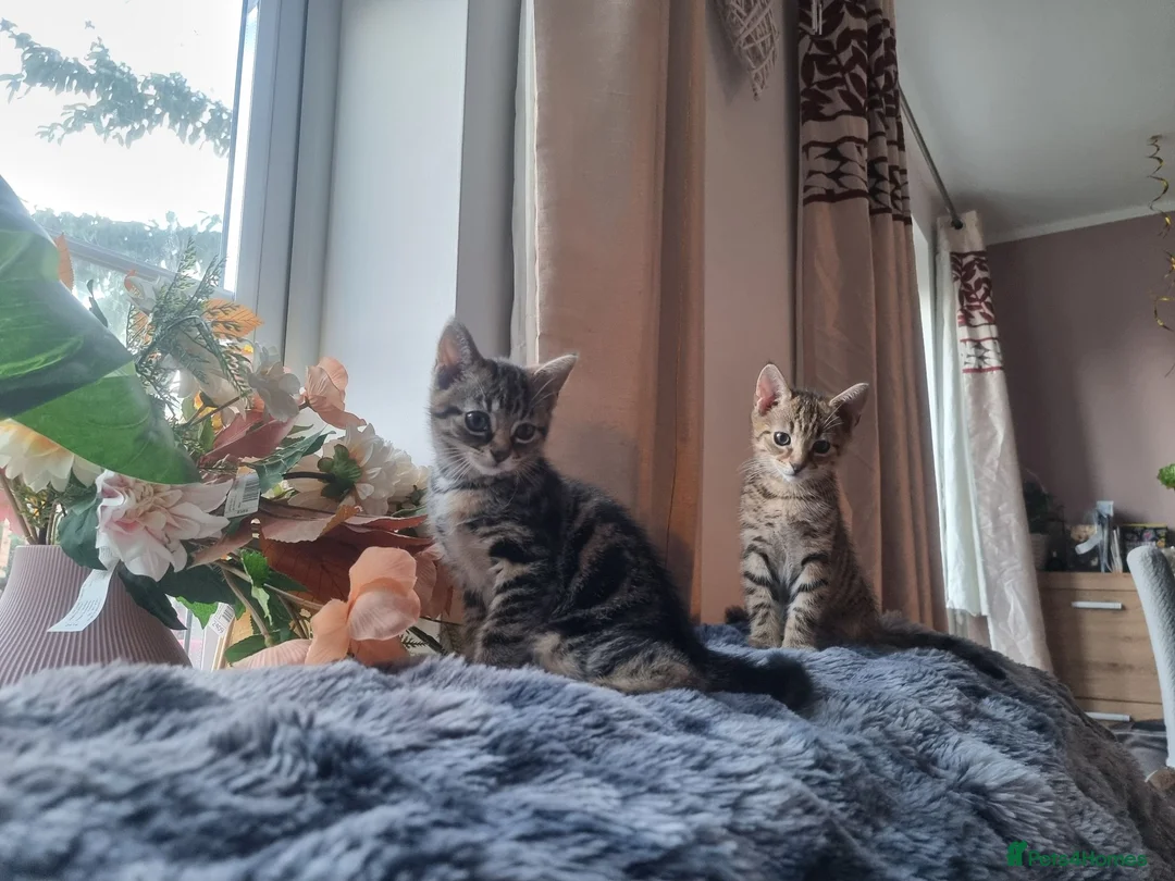 Domestic Shorthair cats for sale: Last two gorgeous tortie/tabby female kittens.  - Advert 1