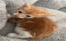 Mixed Breed cats for sale: 2 kittens for sale  - Image 8