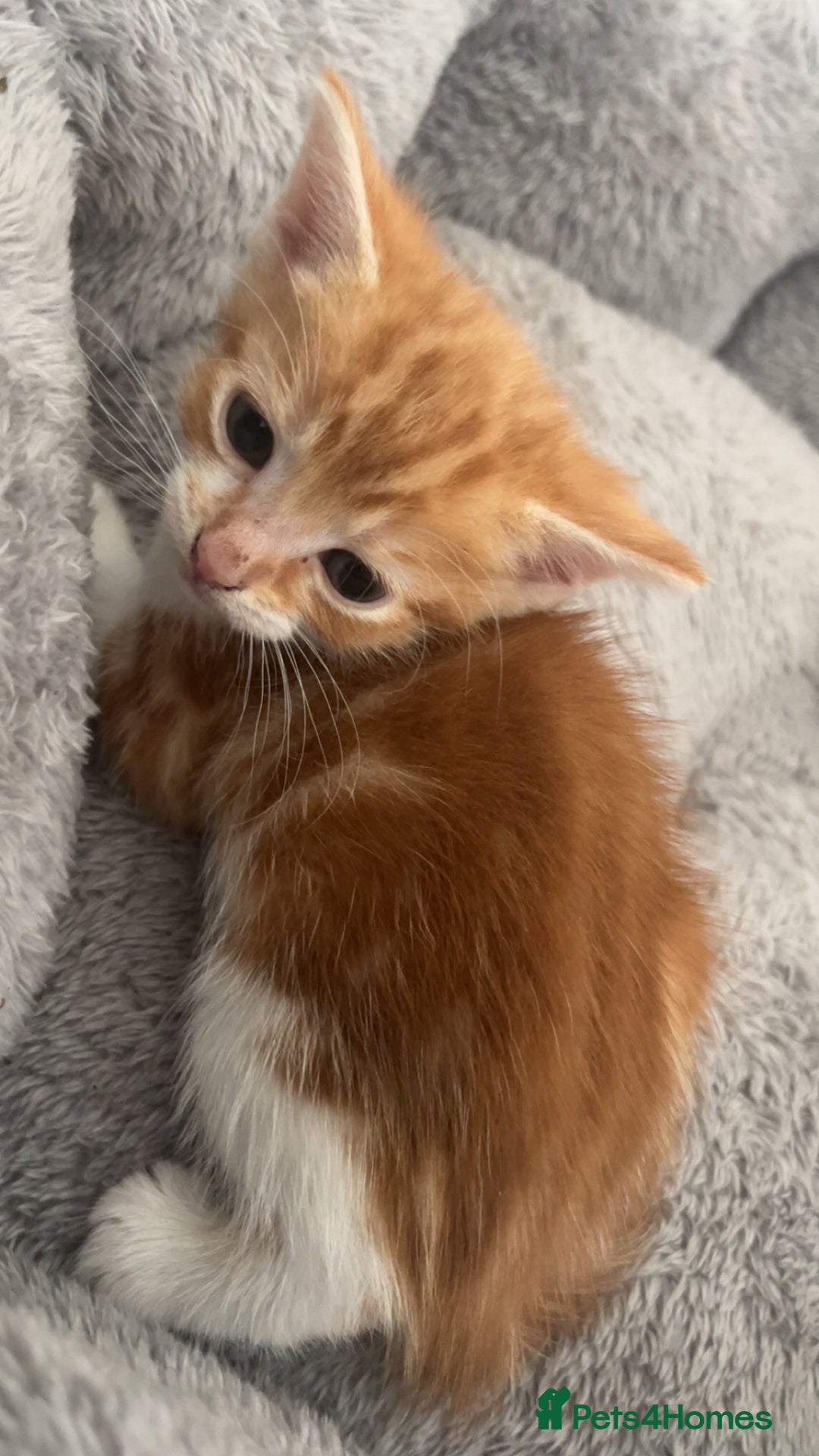 Mixed Breed cats for sale: 2 kittens for sale  - Image 8