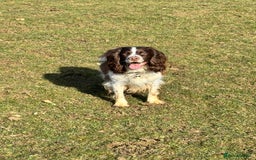 Sprocker dogs for sale: Gorgeous Homebred Sprocker Puppies - Image 17