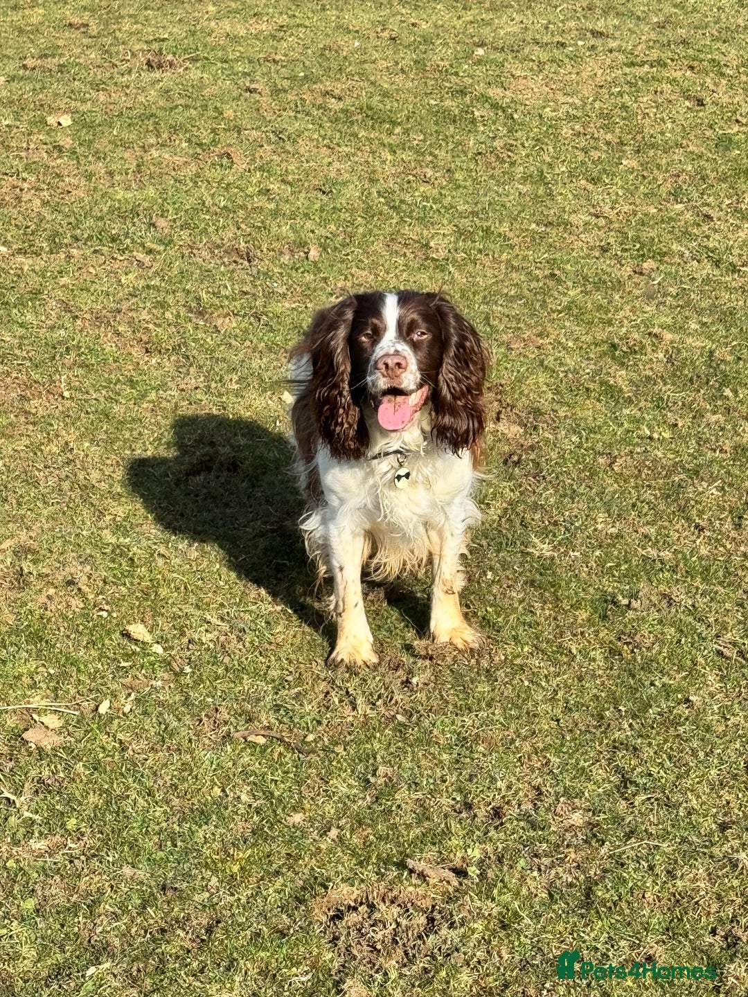 Sprocker dogs for sale: Gorgeous Homebred Sprocker Puppies - Image 17