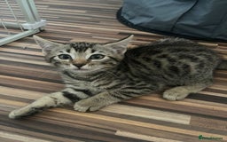 Bengal cats for sale: Bengal girls - Image 6