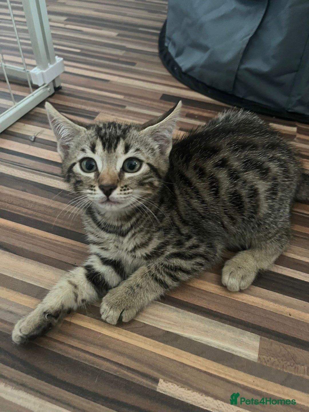 Bengal cats for sale: Bengal girls - Image 6