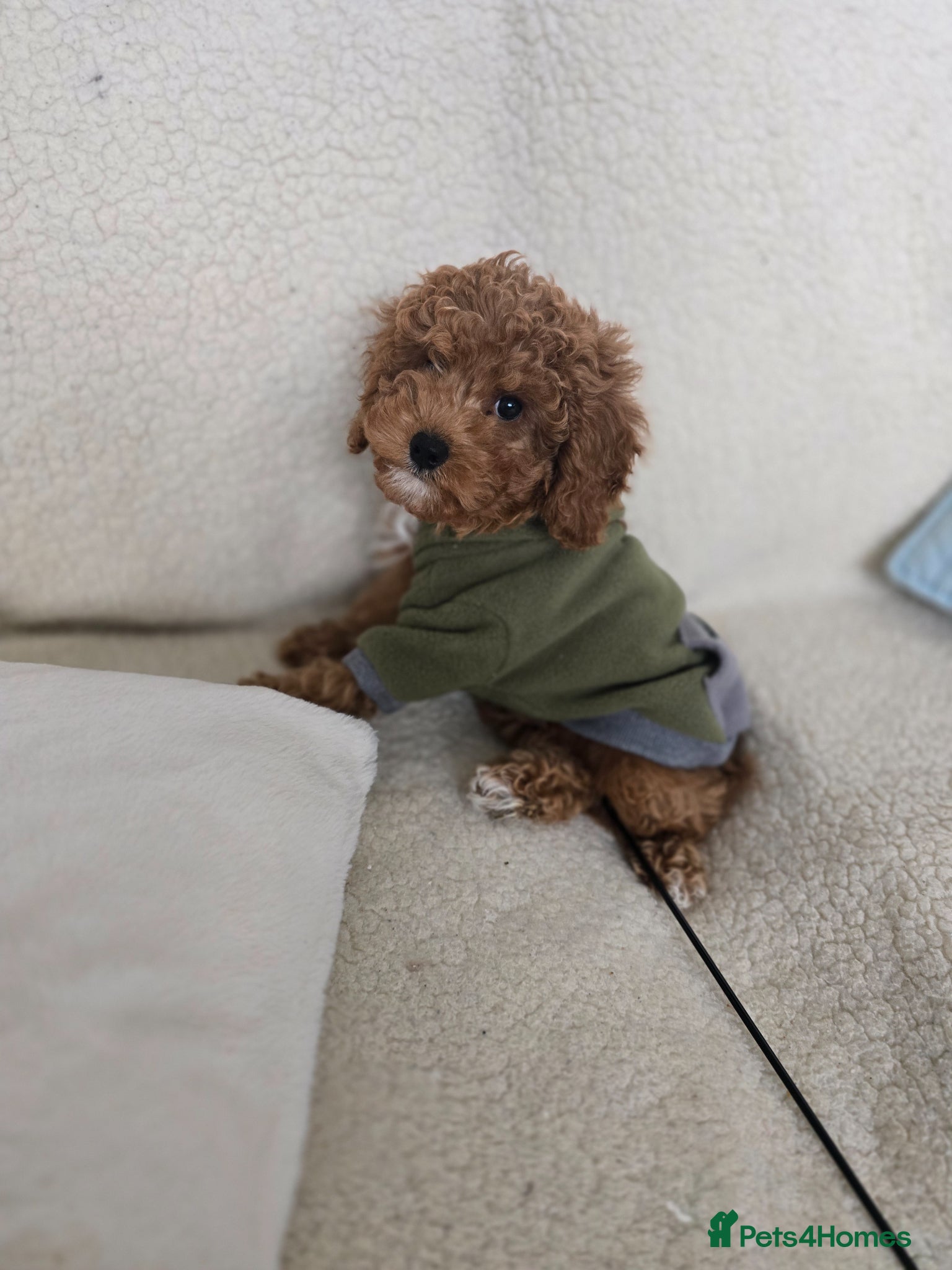 Cavapoo dogs One Toy Cavapoo's Left - Both Girls - Advert 1