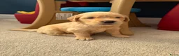 Golden Retriever dogs for sale: Kennel Club Golden Retriever Puppies Health Tested - Advert 7