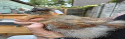 Chickens poultry for sale: Silkie chicks for rehoming in St Albans - Advert 3