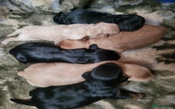 Cavapoo dogs for sale: F2 Cavapoo Gorgeous Babies!  - Image 1