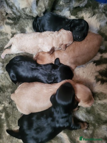 Cavapoo dogs - Advert 1