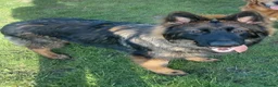 German Shepherd dogs for stud: Amazing Loki  for stud  - Advert 4