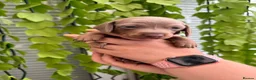 Dachshund dogs for sale: Beautiful Dachshund Puppies  - Advert 21