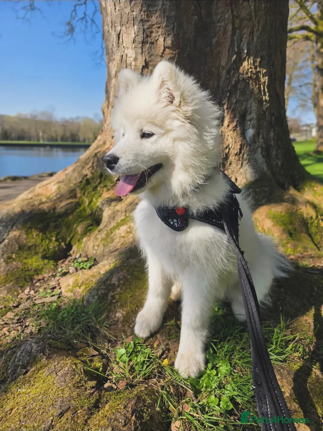 Samoyed dogs for sale: 5month Old Samoyed in Merthyr Tydfil - Advert 2