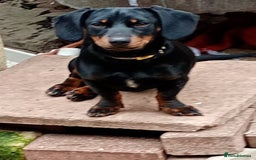 Dachshund dogs for sale: 4 lovely dachshund for sale  - Image 4