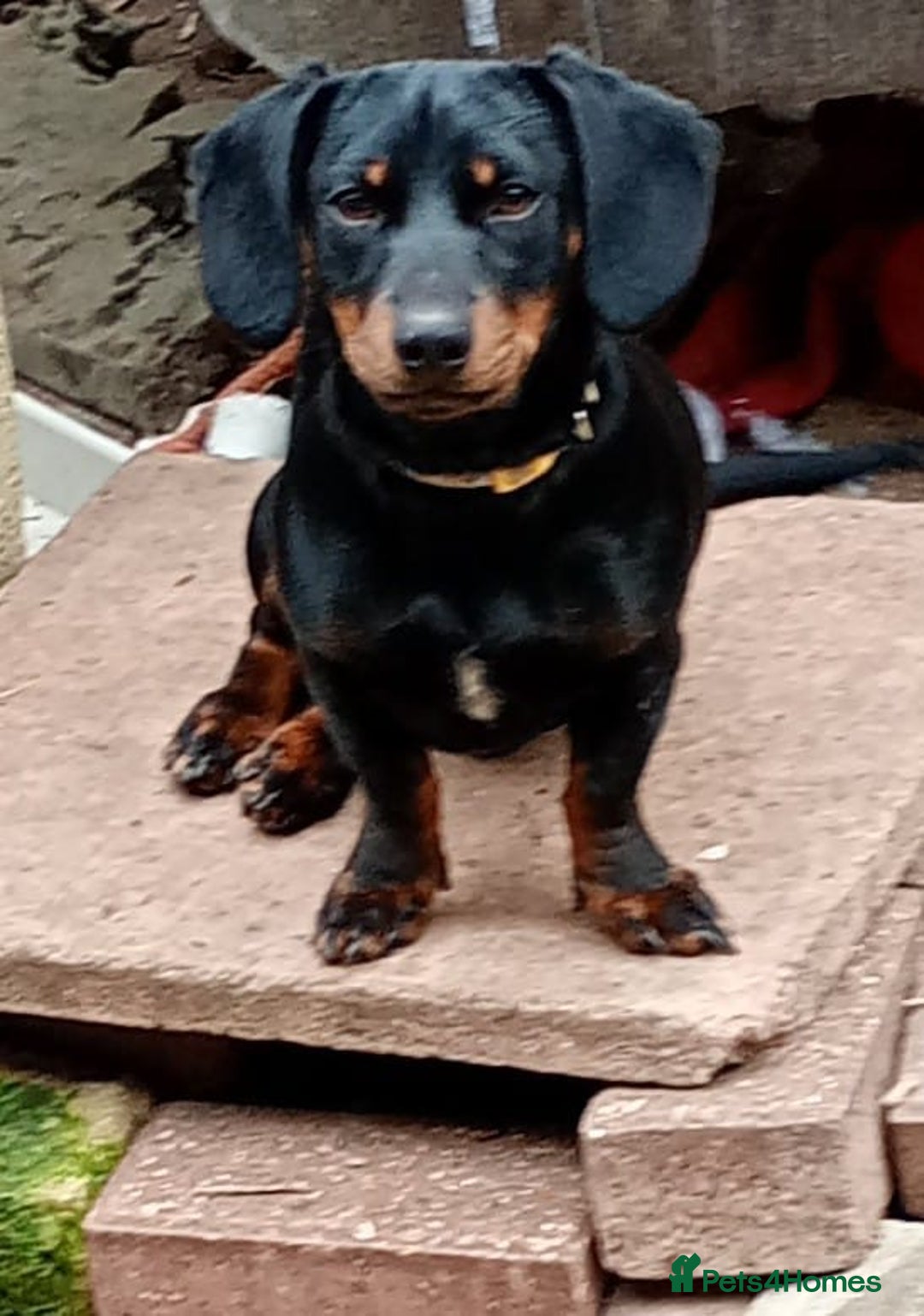 Dachshund dogs for sale: 4 lovely dachshund for sale  - Image 4