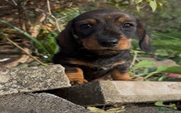 Dachshund dogs for sale: READY NOW ABSOLUTELY GORGEOUS MINI DACHSHUNDS  - Image 1