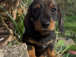 Dachshund dogs - Advert 2