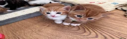 Domestic Shorthair cats for sale: Adorable Playful Kittens Looking for Loving Homes  - Advert 13