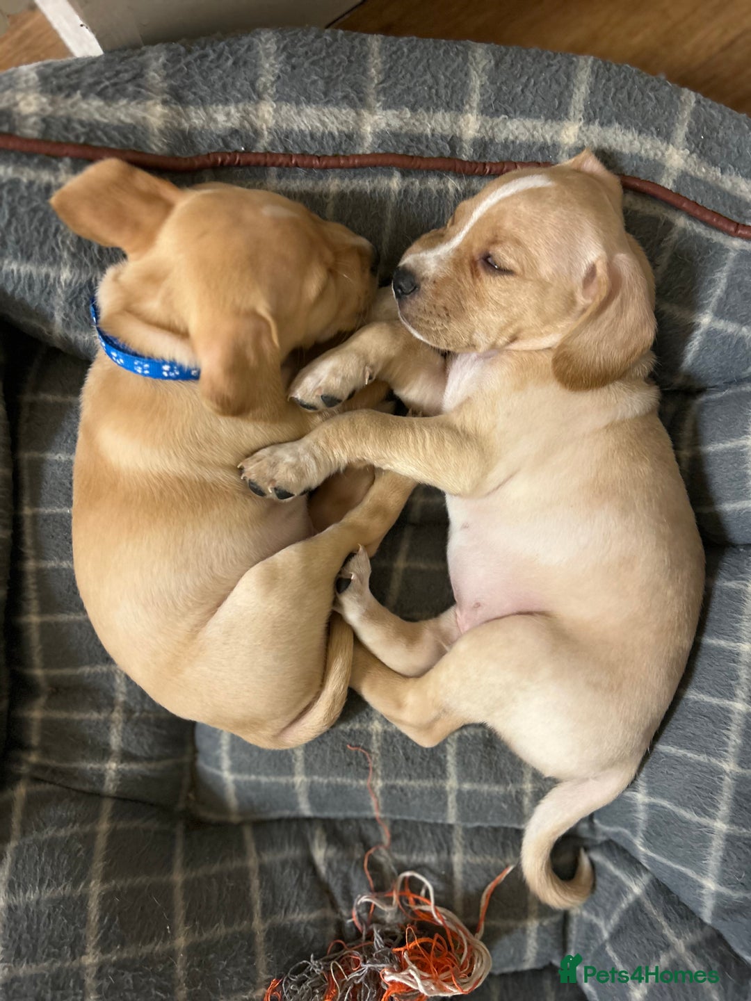 Cocker Spaniel dogs for sale: READY SOON! Working Cocker Spaniel mix Puppies  - Image 23