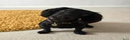Cocker Spaniel dogs for sale: ❤️ A beautiful litter of tiny cocker spaniels ❤️  - Advert 8