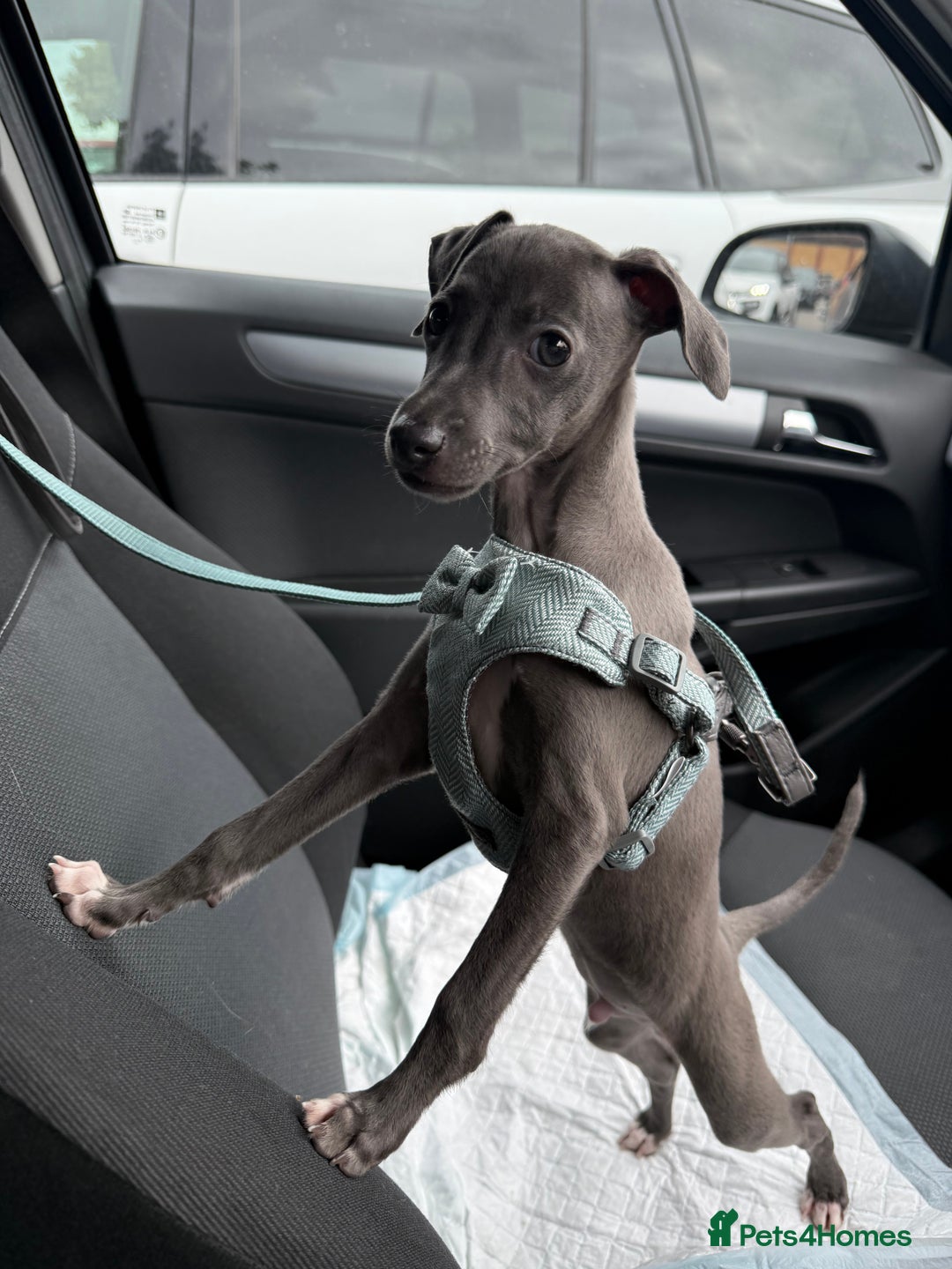 Italian Greyhound dogs for sale: In need of a new loving home🩵  - Advert 3