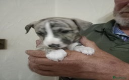 Whippet dogs for sale: Top Class Whippet Puppies bred from Champions - Image 6