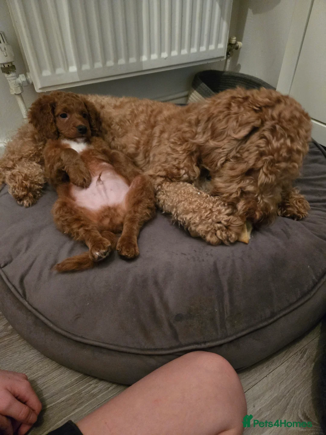 Cockapoo dogs for sale: Rebecca sheldrick  - Advert 10