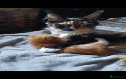 Maine Coon cats for sale: Maine Coon kitten Fire Red Marble Tabby and White - Image 2