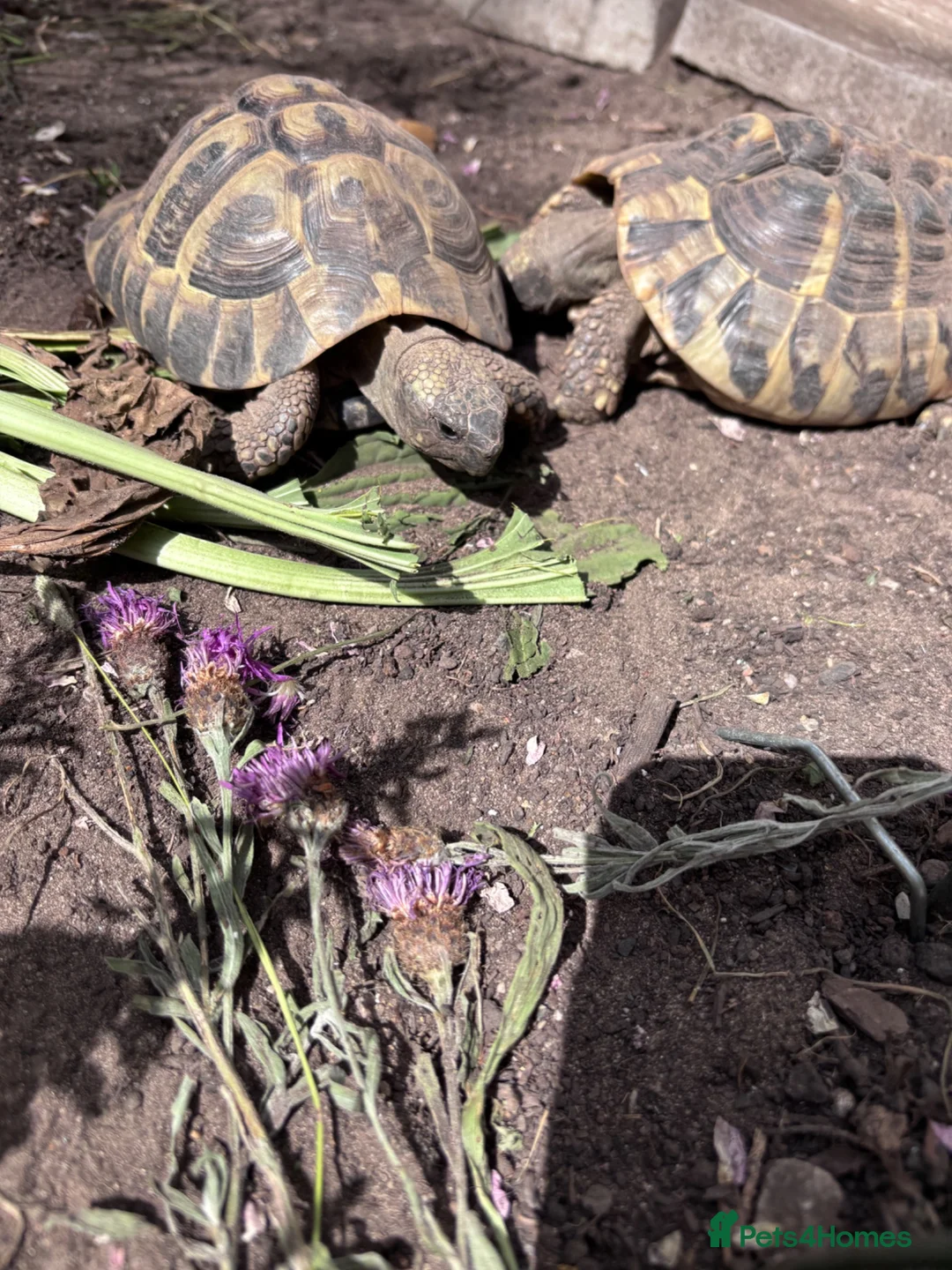 Tortoise reptiles for sale: Hermann's tortoises trio.  2 females and 1 male - Advert 2