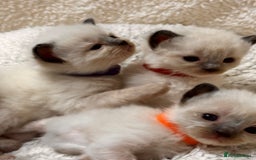 Ragdoll cats for sale: Purebred Ragdoll Kittens (TICA REG PARENTS) - Image 13