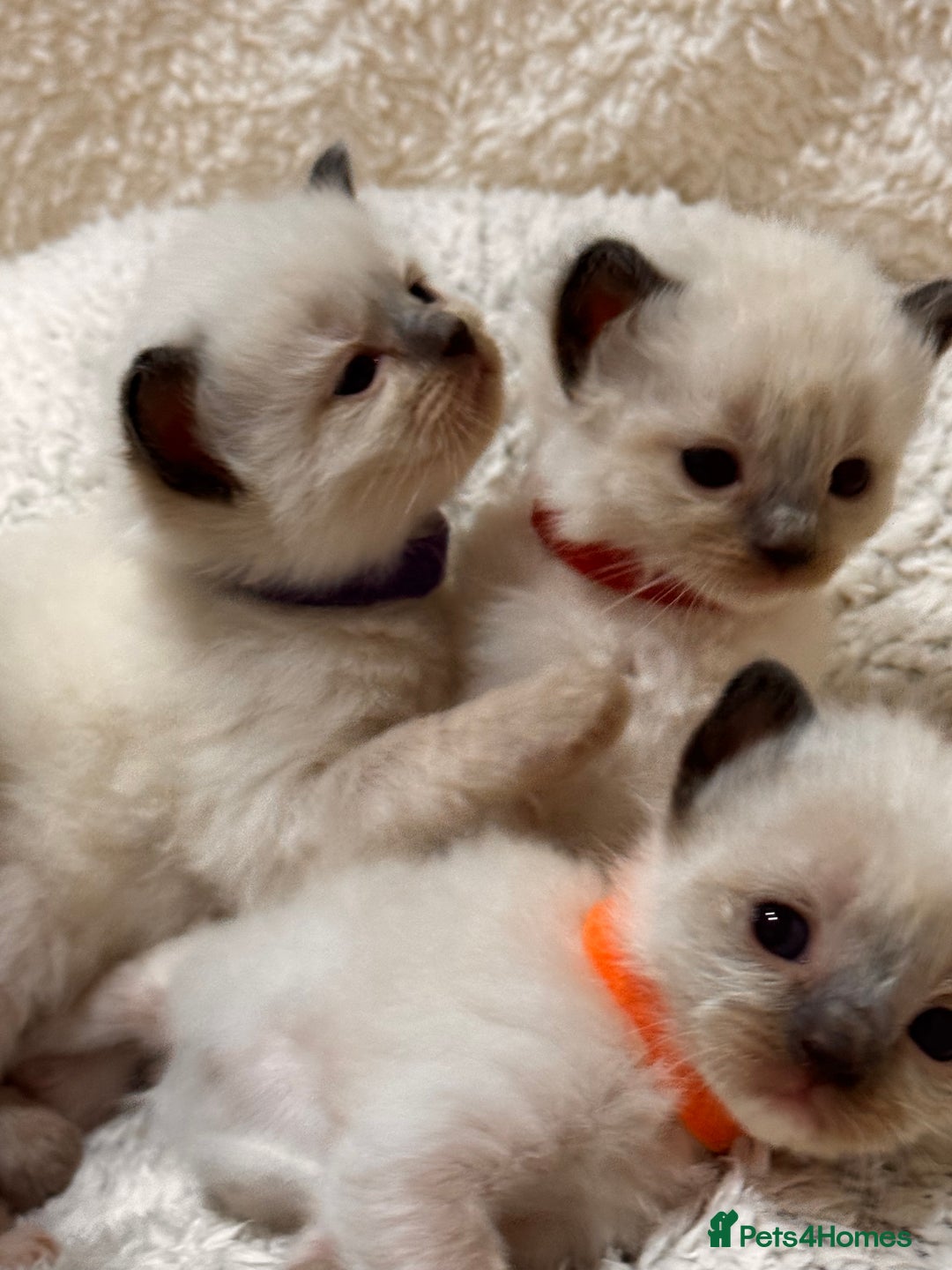 Ragdoll cats for sale: Purebred Ragdoll Kittens (TICA REG PARENTS) - Image 13