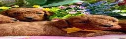 Miniature Poodle dogs for sale: Top Quality, Deep Red, KC Mini Poodles.  - Advert 16
