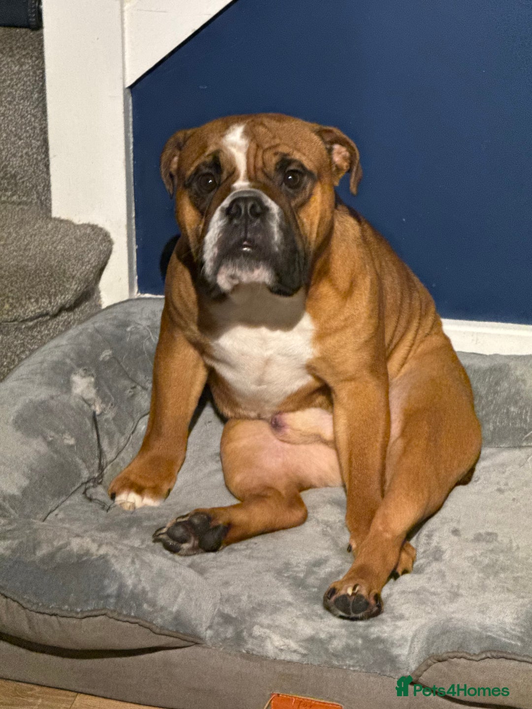 English Bulldog dogs for stud: Full health checked traditional bulldog for stud  - Advert 3