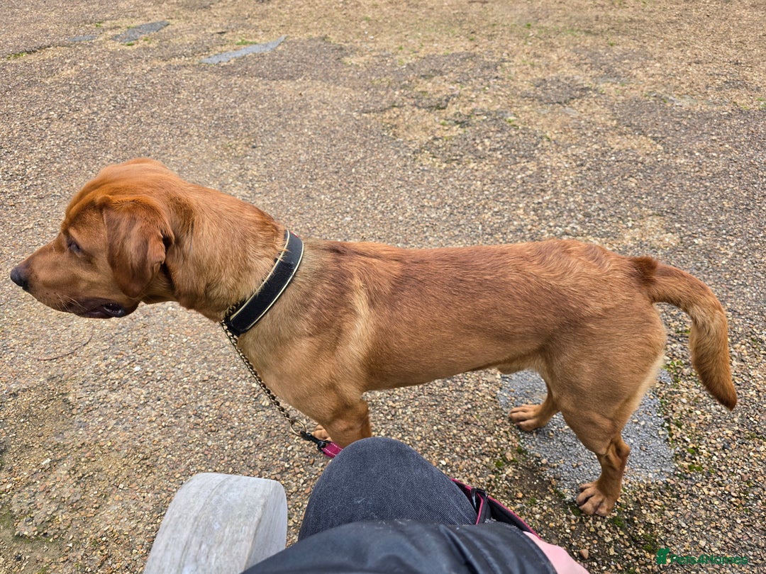 Labrador Retriever dogs for stud: 🐾 Fox Red Labrador Available for Stud 🐾 - Image 5