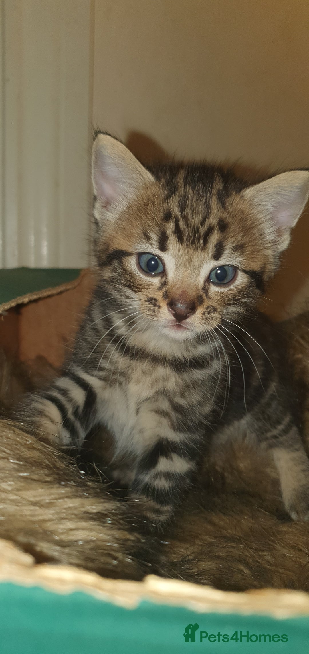 Bengal cats for sale: Half bengal kittens for rehome - Advert 4