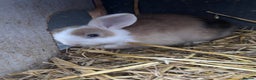 Mixed Breed rabbits for sale: Three gorgeous rabbits  - Advert 2